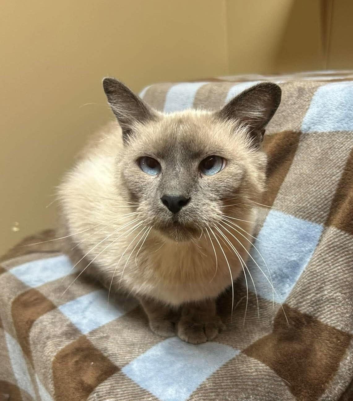 Enlarge Augustus, a Adopted mixed breed in Maryville, MO image 2/4