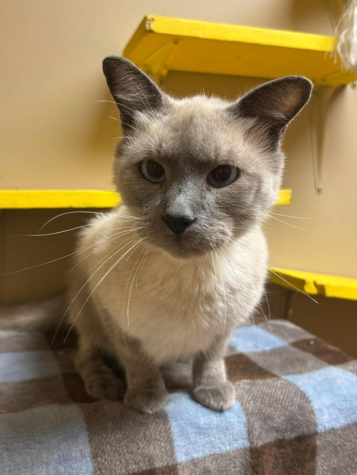 Enlarge Augustus, a Adopted mixed breed in Maryville, MO image 4/4