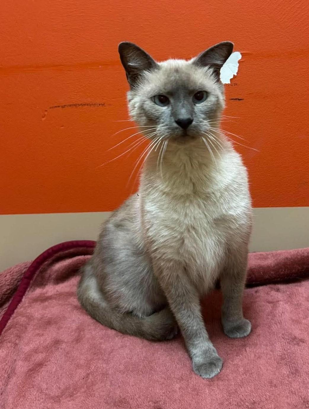 Augustus, Adopted, Senior Male Siamese.