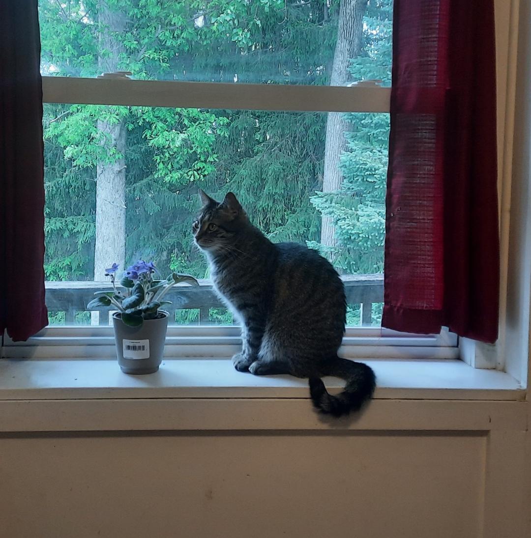Enlarge Ruby, a Adoptable Domestic Short Hair in Harrisburg, PA image 1/3