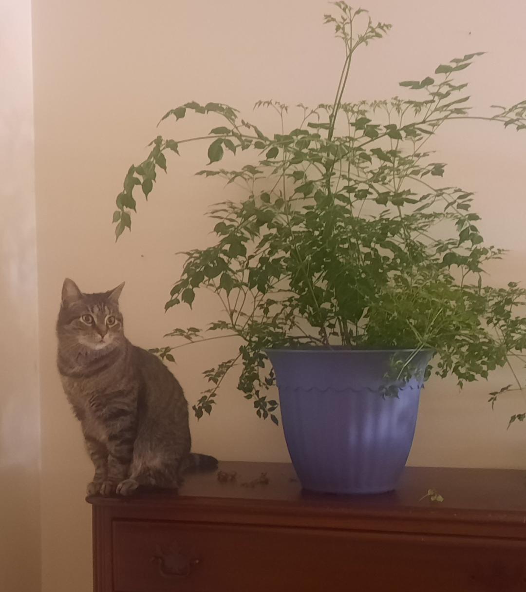 Ruby, Adoptable, Adult Female Domestic Short Hair.