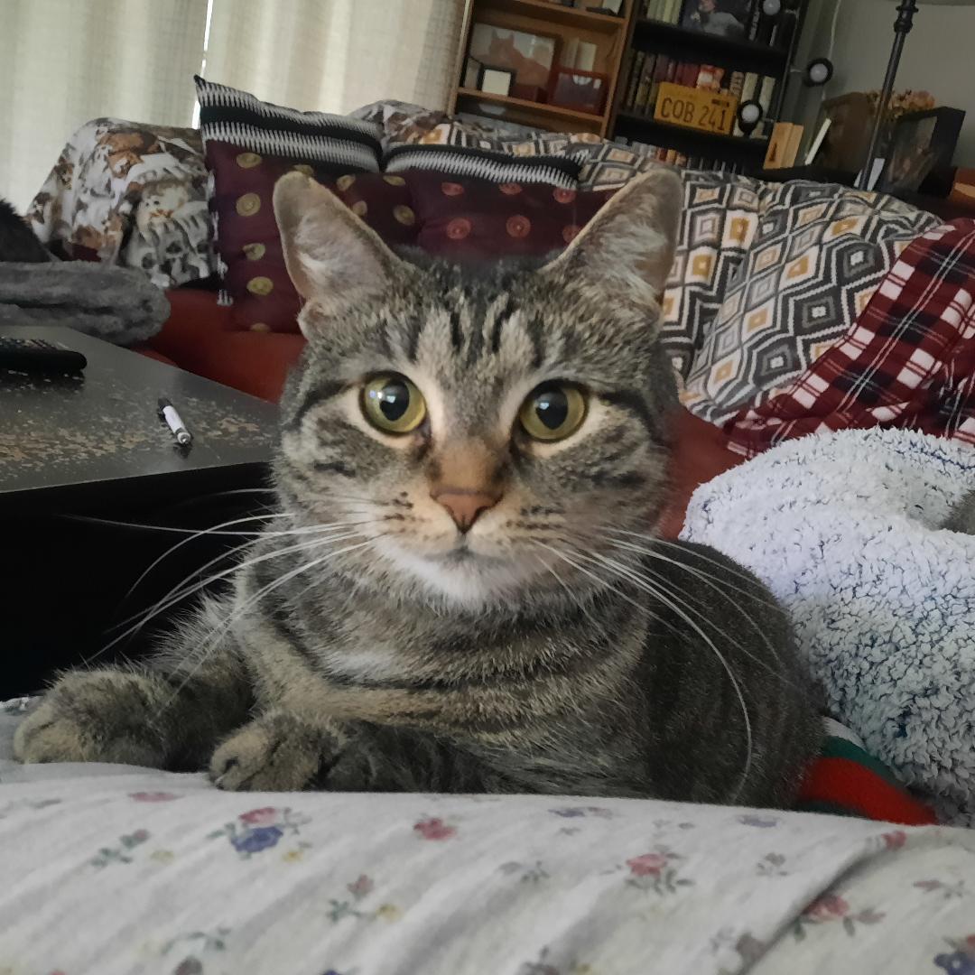 Ruby, a Adoptable Domestic Short Hair in Harrisburg, PA image 2/3