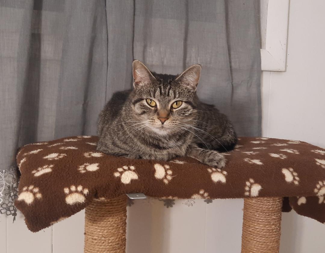 Ruby, a Adoptable Domestic Short Hair in Harrisburg, PA image 3/3