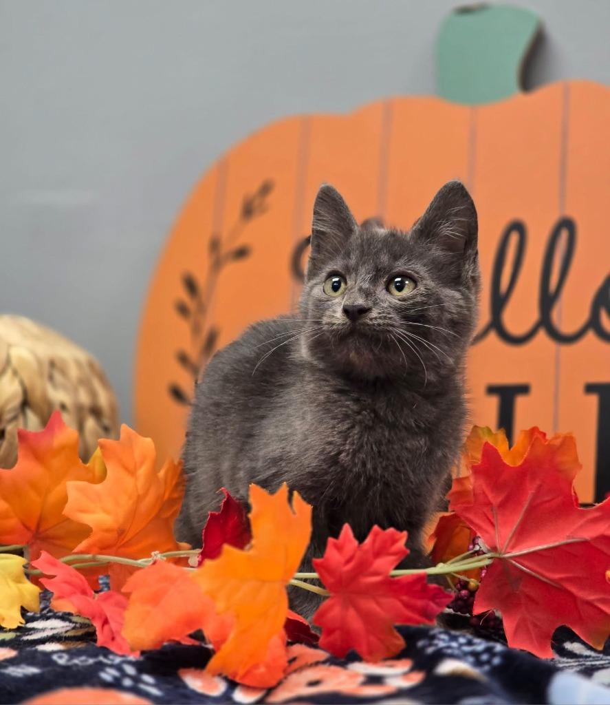 Talon, Adoptable, Kitten Male Domestic Short Hair.
