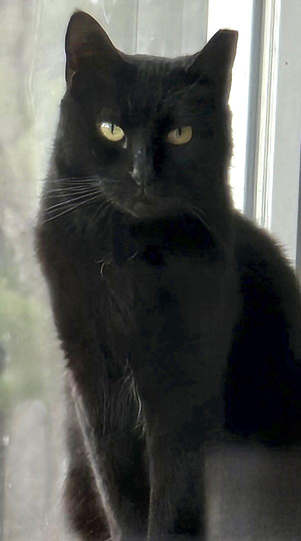 Petunia, Adoptable, Young Female Domestic Short Hair.