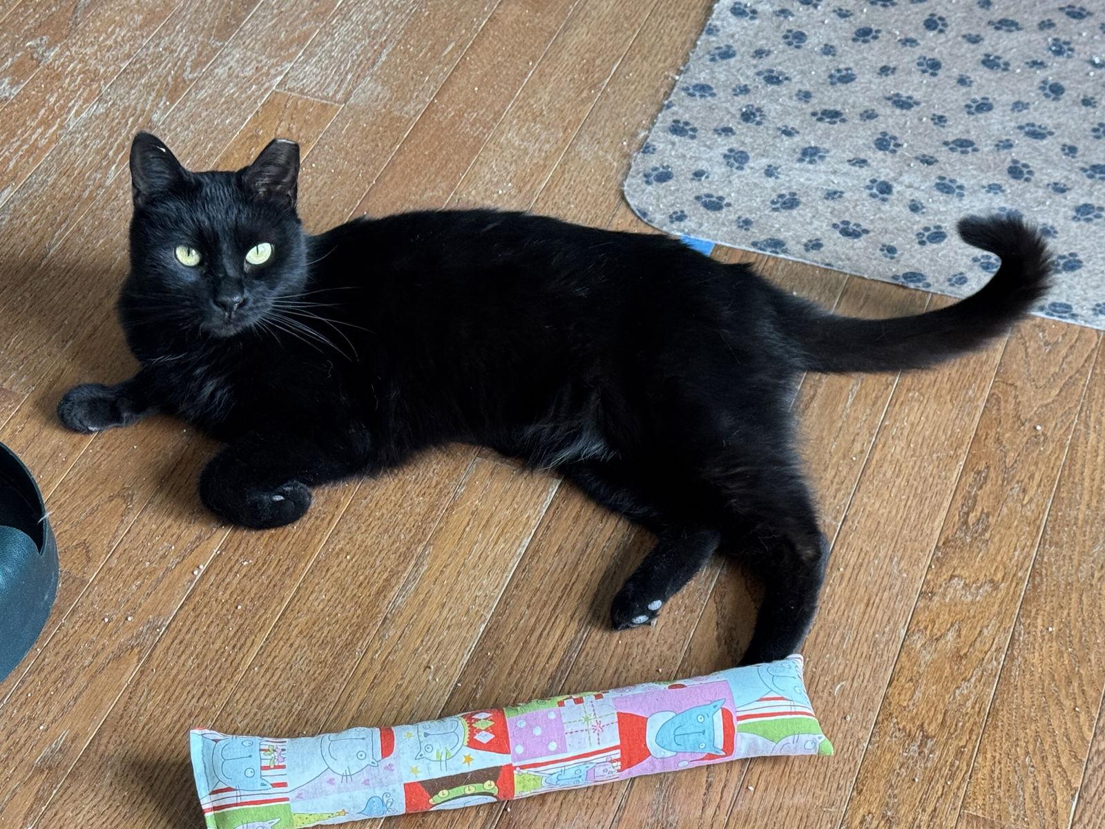 Enlarge Petunia, a Adoptable Domestic Short Hair in Ellicott City, MD image 2/3