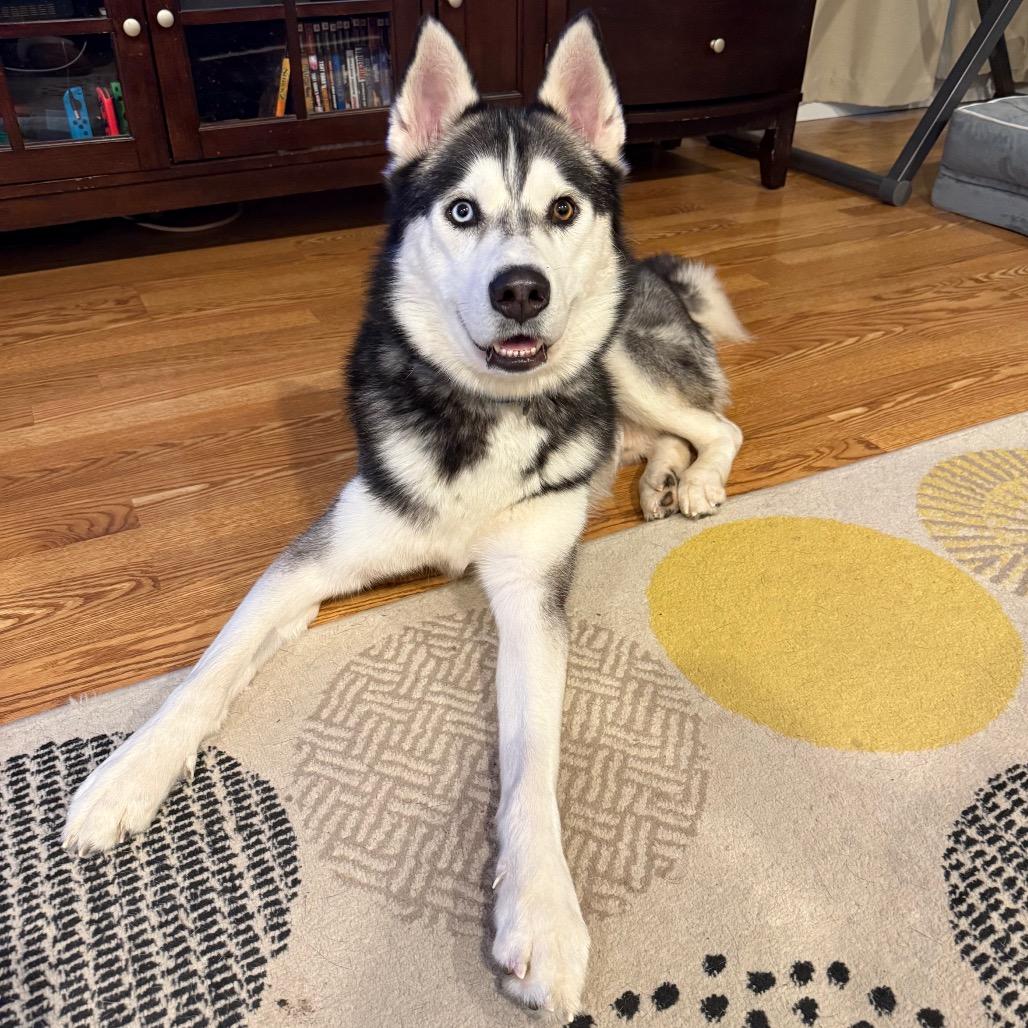 Spirit, a Adoptable Husky image 2/6