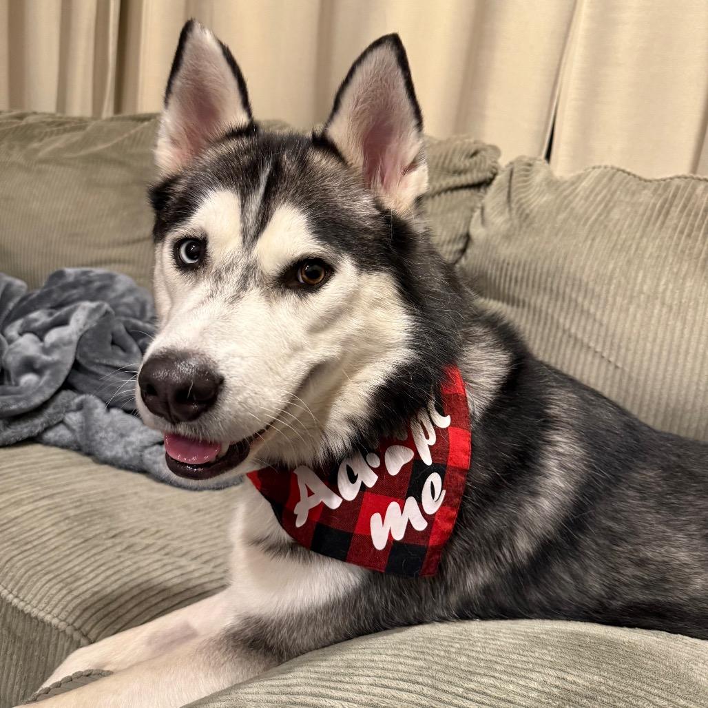 Spirit, a Adoptable Husky image 4/6