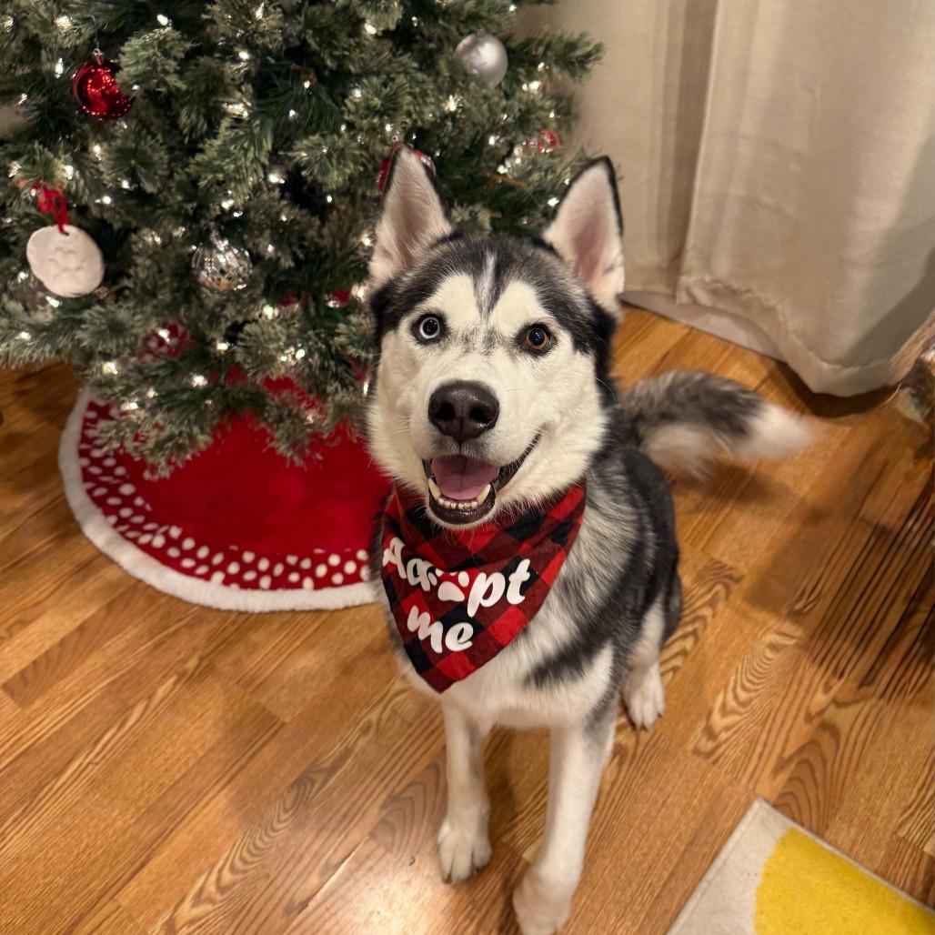 Spirit, a Adoptable Husky image 5/6