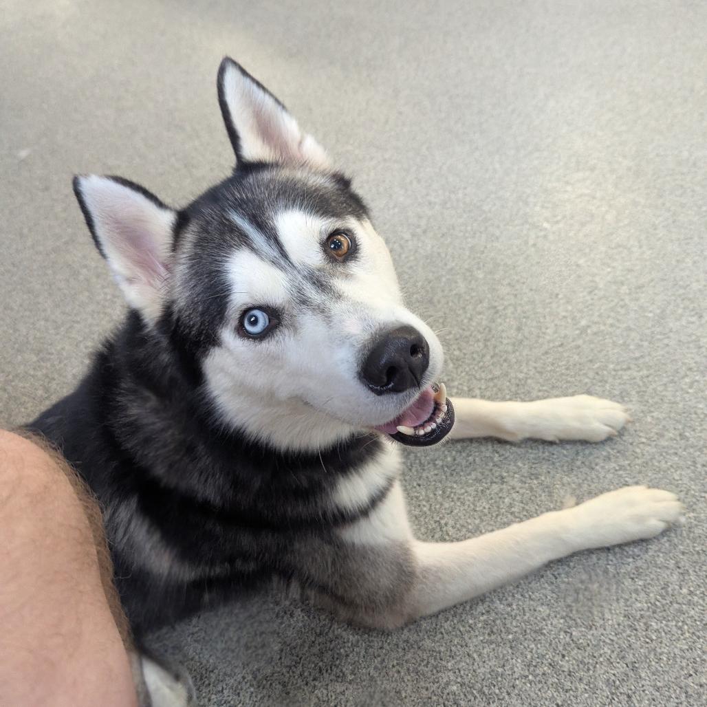 Spirit, a Adoptable Husky image 6/6