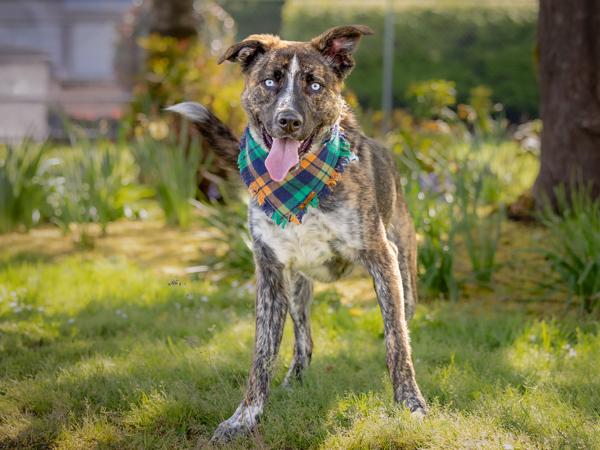 Sid, Adoptable, Adult Male Shepherd & Mixed Breed.