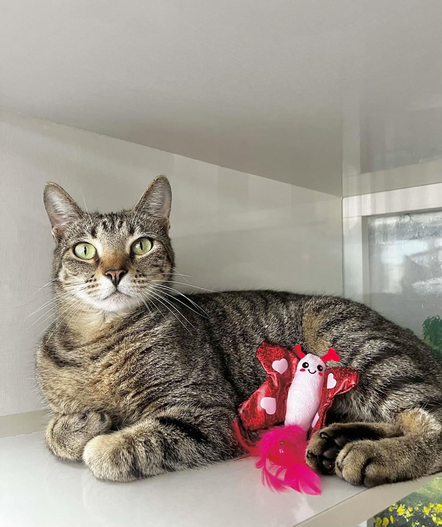 Bootsie, a ADOPTABLE Domestic Short Hair in Tavares, FL image 2/2