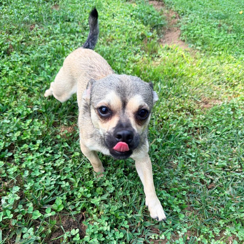 Enlarge Buzz, a Adoptable mixed breed in Jarrettsville, MD image 1/6