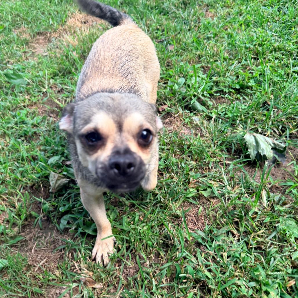 Enlarge Buzz, a Adoptable mixed breed in Jarrettsville, MD image 2/6