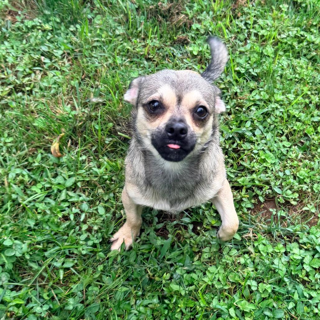 Enlarge Buzz, a Adoptable mixed breed in Jarrettsville, MD image 5/6
