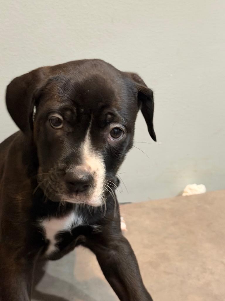 Presley, Adoptable, Puppy Female Boxer & Mixed Breed.