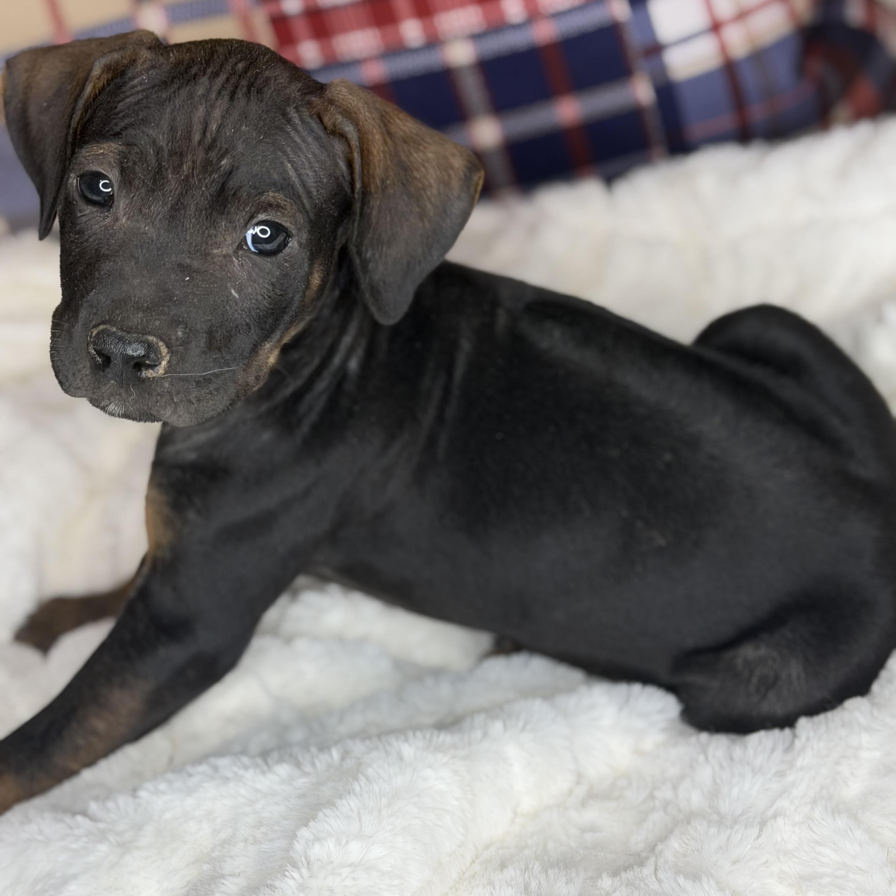 Benson, an adopted mixed breed in Arnold, MO image 5/6