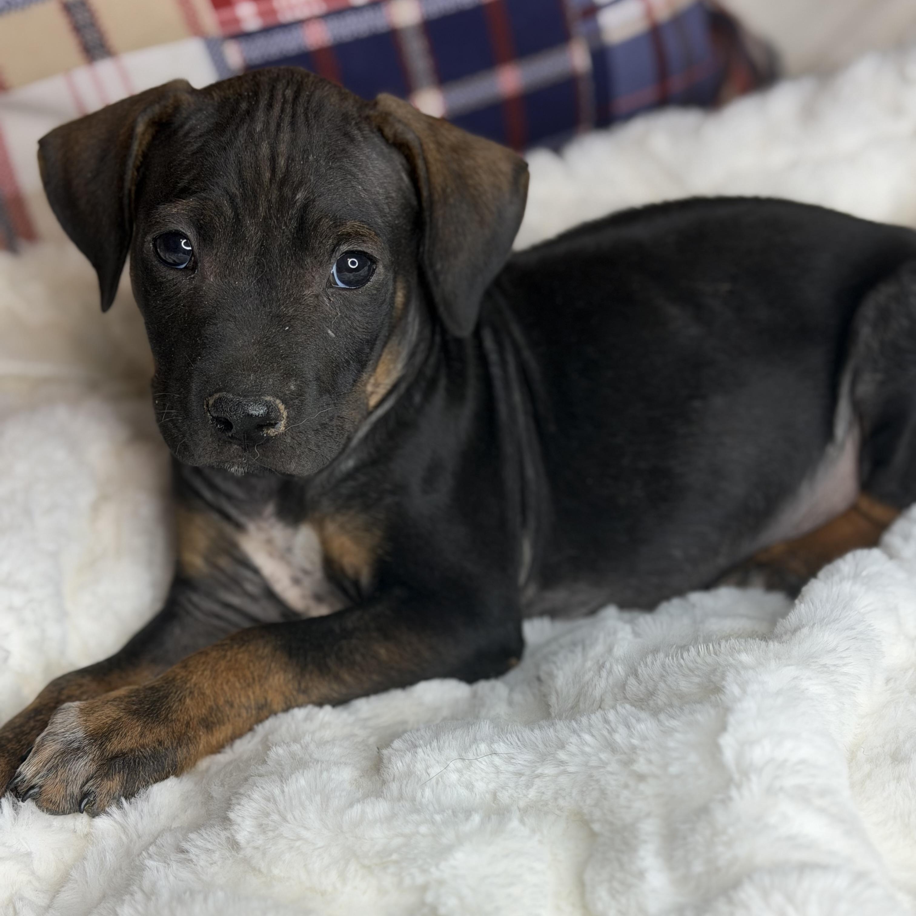 Benson, an adopted mixed breed in Arnold, MO image 4/6