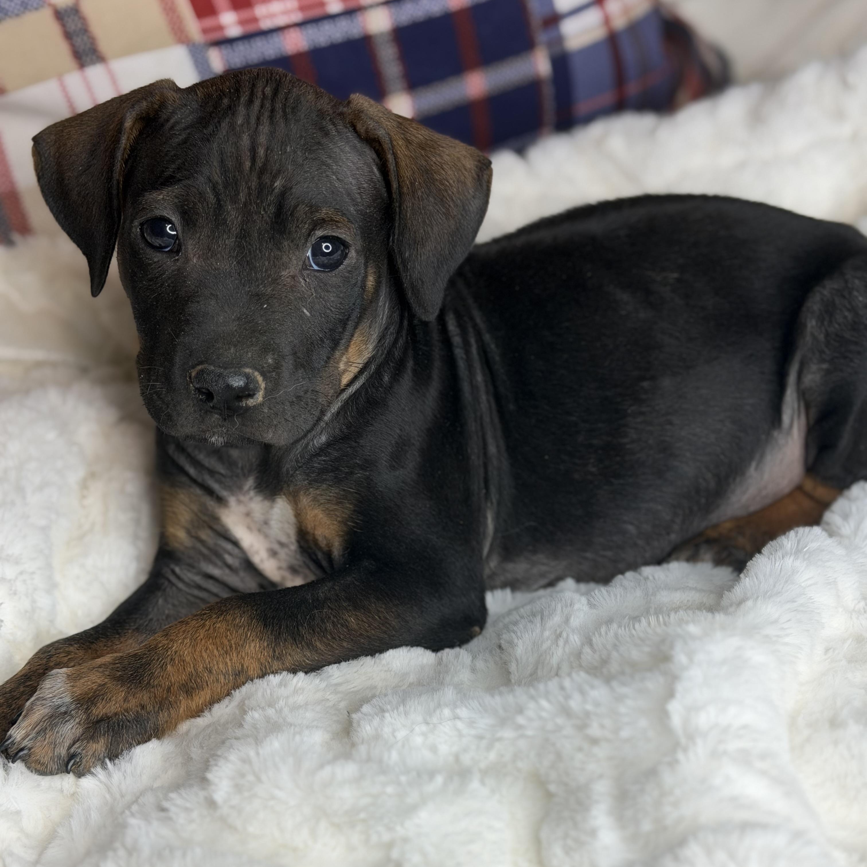 Benson, an adopted mixed breed in Arnold, MO image 6/6