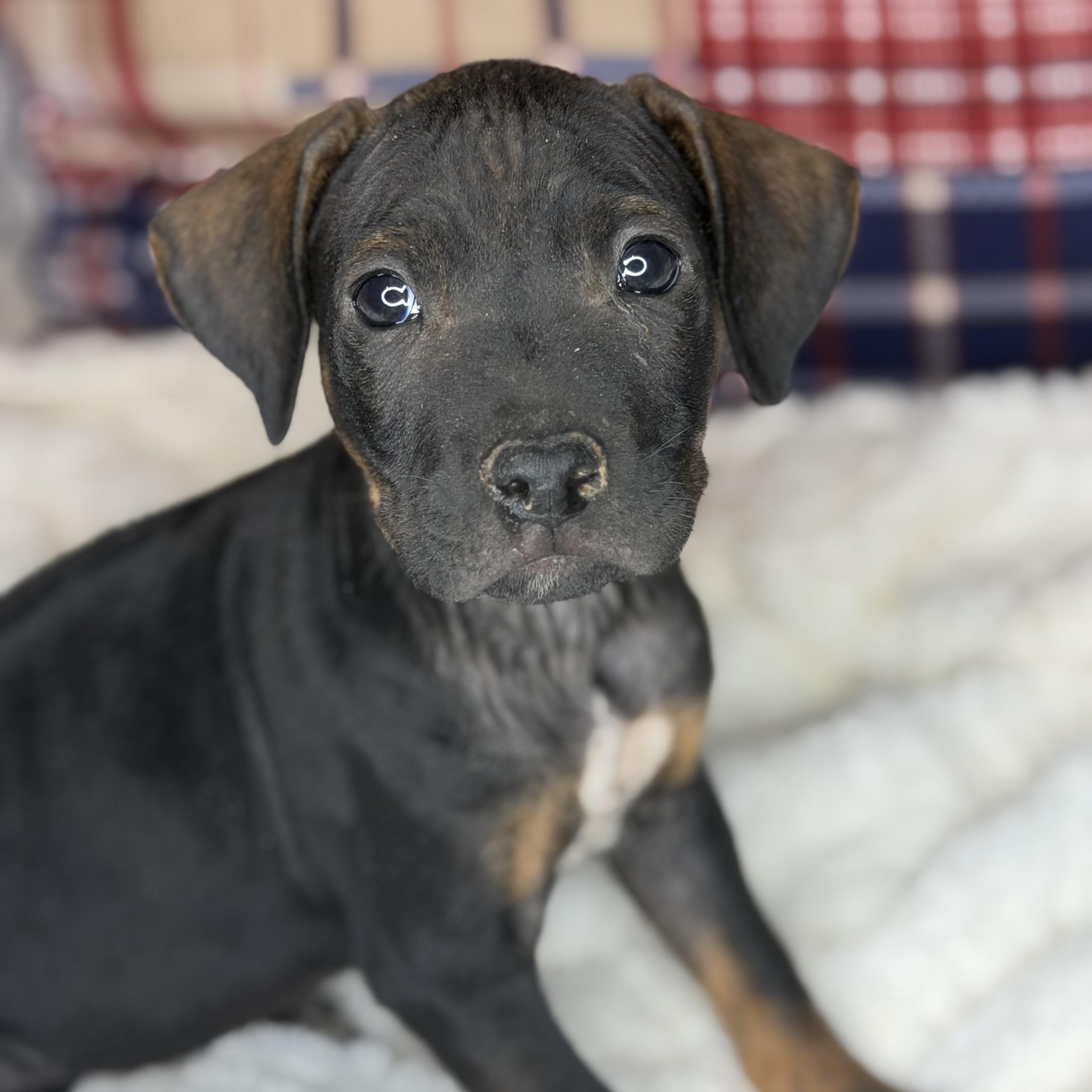 Benson, an adopted mixed breed in Arnold, MO image 3/6