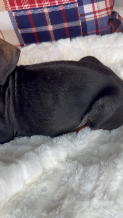 Enlarge Benson, an adopted mixed breed in Arnold, MO video 2/6