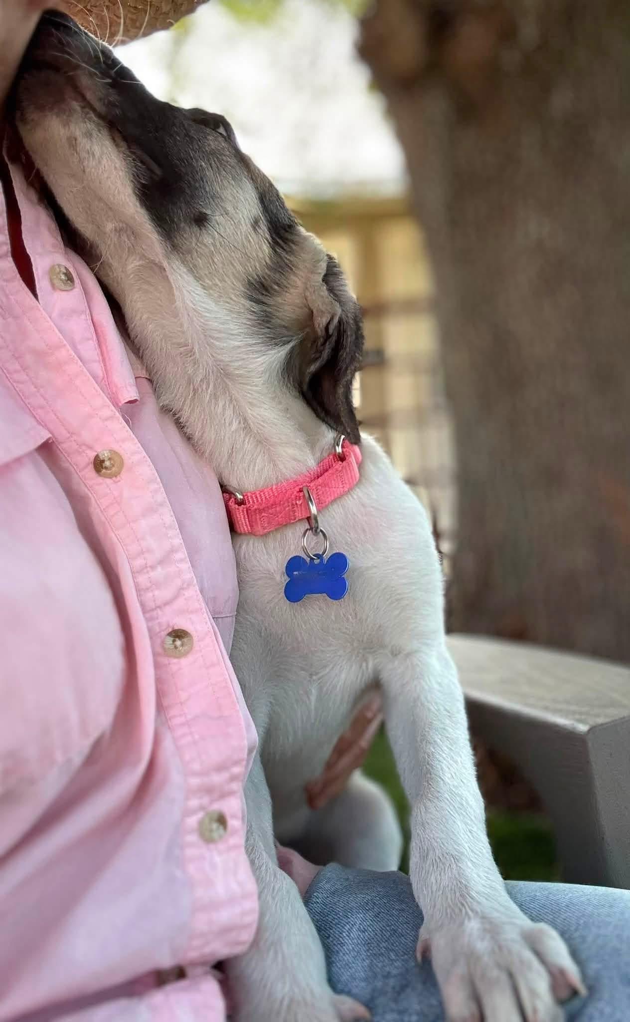Enlarge Lila, a ADOPTABLE mixed breed in Southlake, TX image 4/6