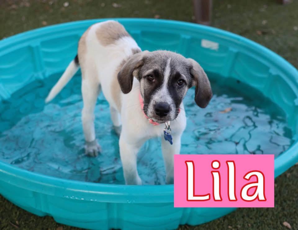 Enlarge Lila, a ADOPTABLE mixed breed in Southlake, TX image 1/6
