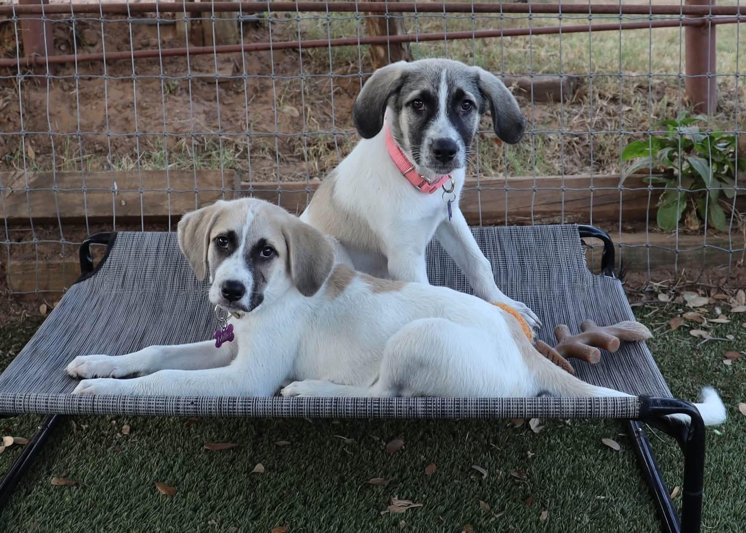 Enlarge Lila, a ADOPTABLE mixed breed in Southlake, TX image 6/6