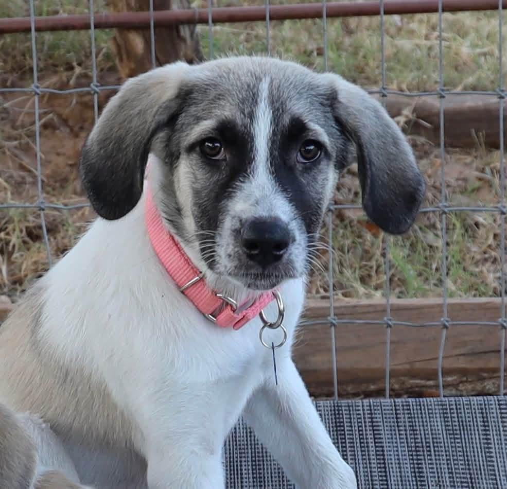 Enlarge Lila, a ADOPTABLE mixed breed in Southlake, TX image 5/6