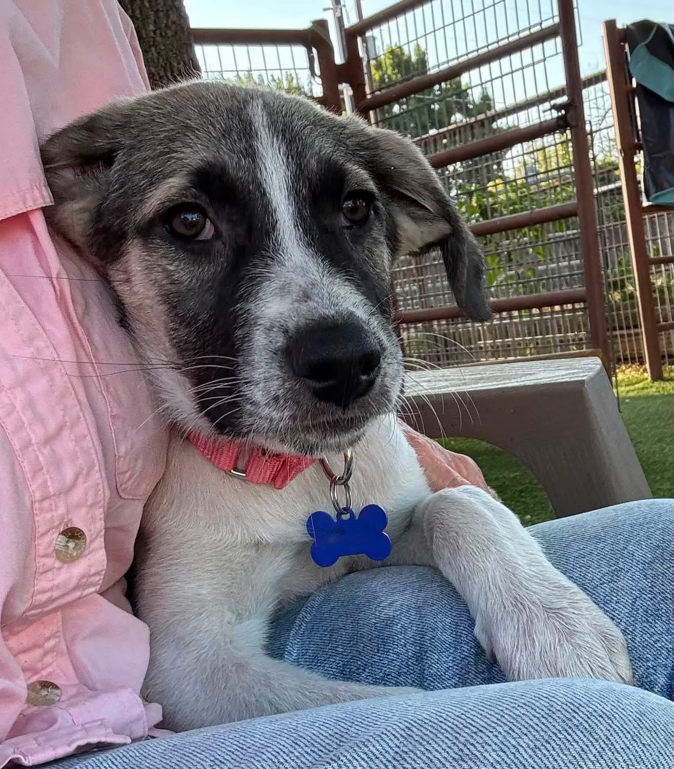 Enlarge Lila, a ADOPTABLE mixed breed in Southlake, TX image 3/6