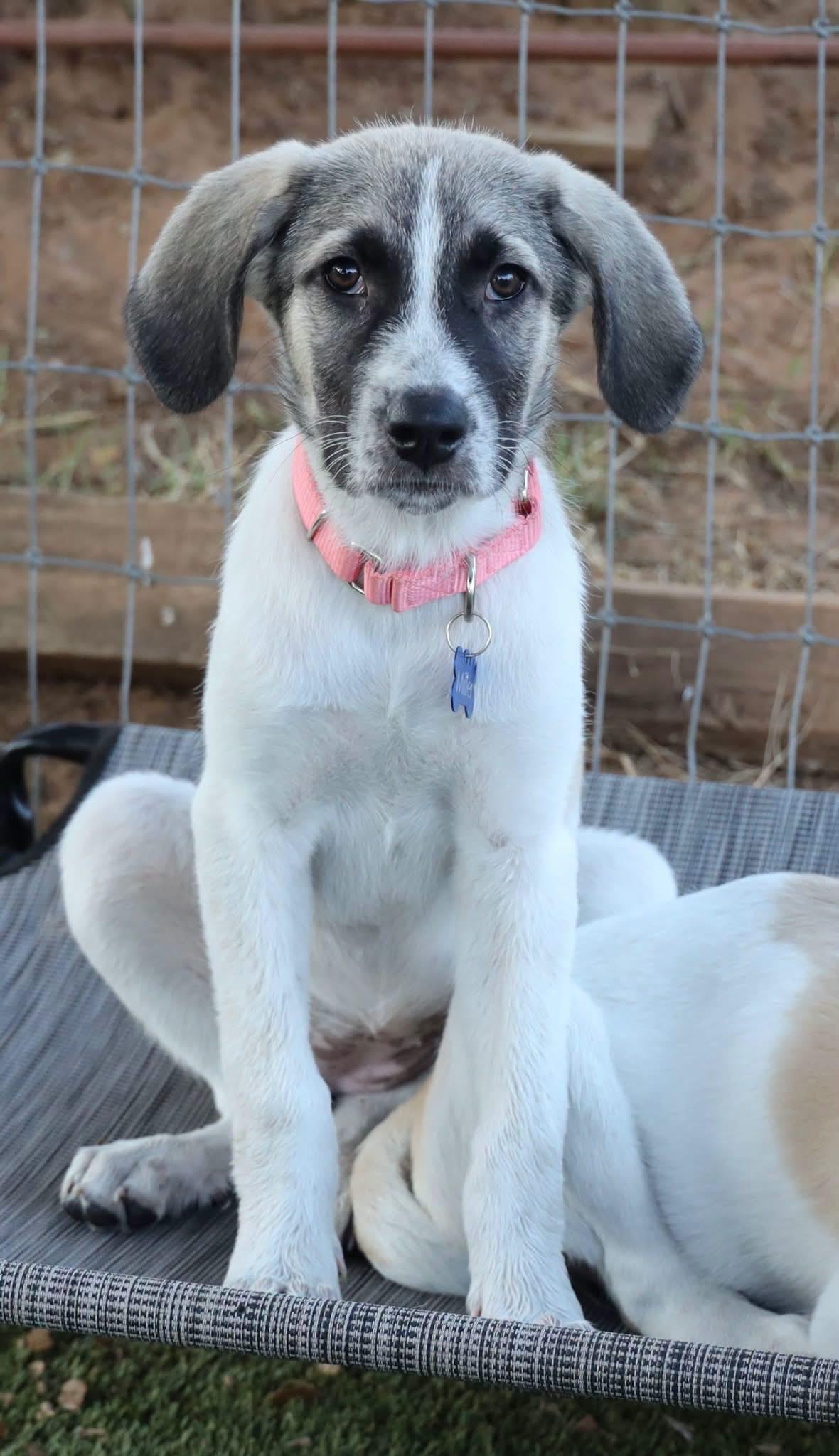 Enlarge Lila, a ADOPTABLE mixed breed in Southlake, TX image 2/6