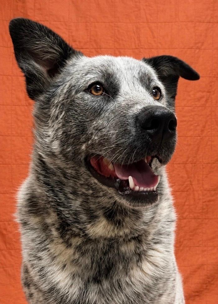 Enlarge Bones, a Adoptable mixed breed in Pulaski, TN image 3/4