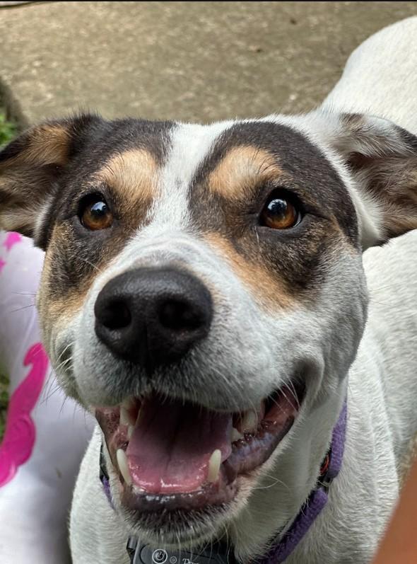 Reba, a ADOPTABLE mixed breed in Joppa, AL image 3/4