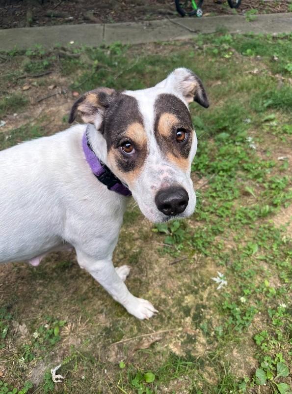 Reba, a ADOPTABLE mixed breed in Joppa, AL image 4/4