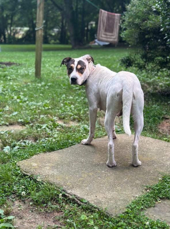 Reba, ADOPTABLE, Adult Female American Bulldog & Australian Cattle Dog / Blue Heeler.