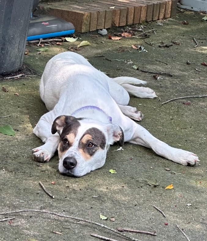 Reba, a ADOPTABLE mixed breed in Joppa, AL image 2/4