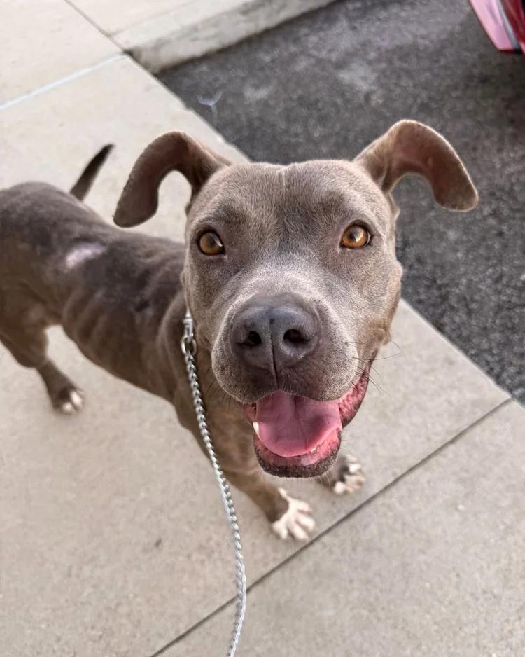 Enlarge Meadow, a ADOPTABLE mixed breed in Huntsville, AL image 3/6