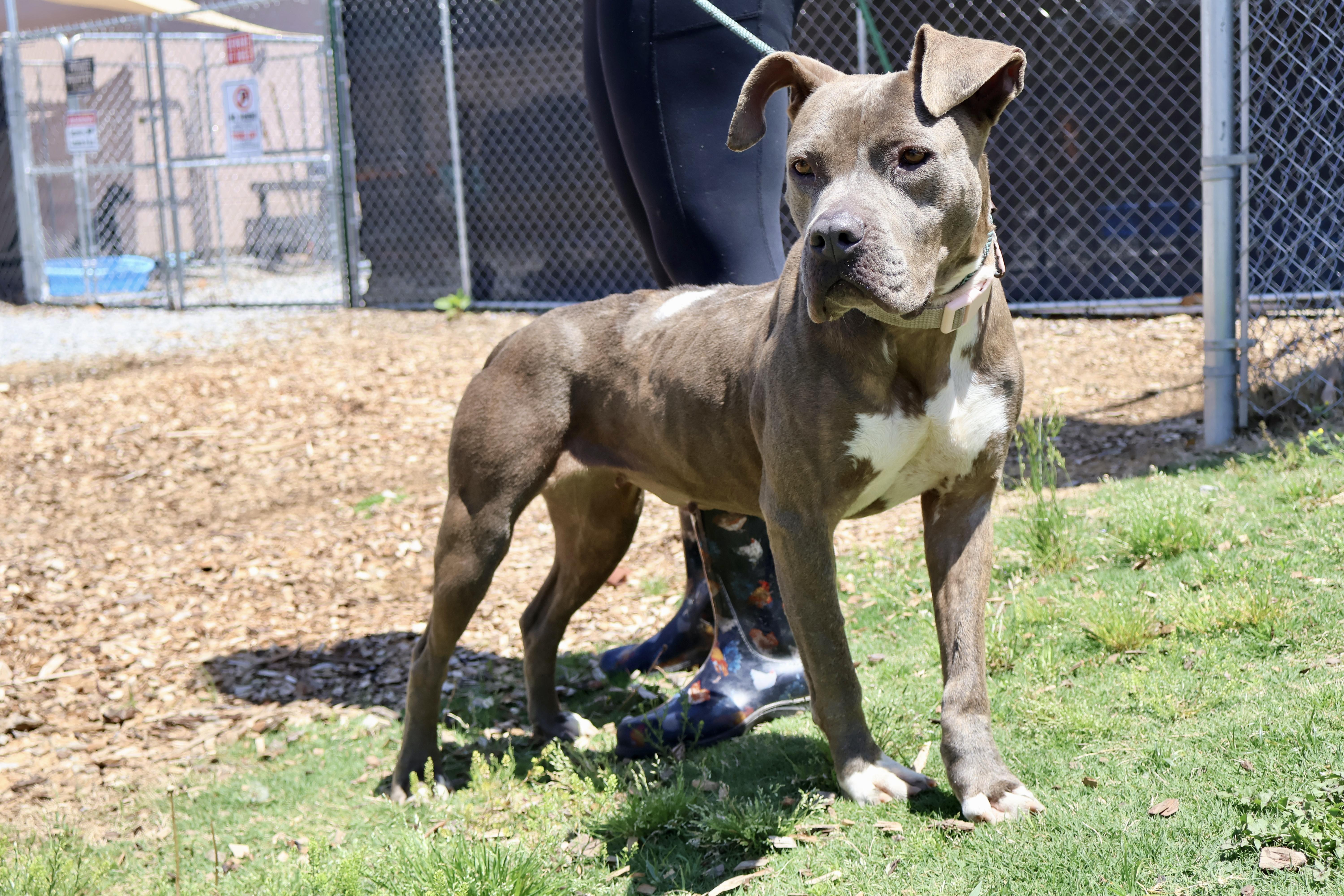 Enlarge Meadow, a ADOPTABLE mixed breed in Huntsville, AL image 5/6