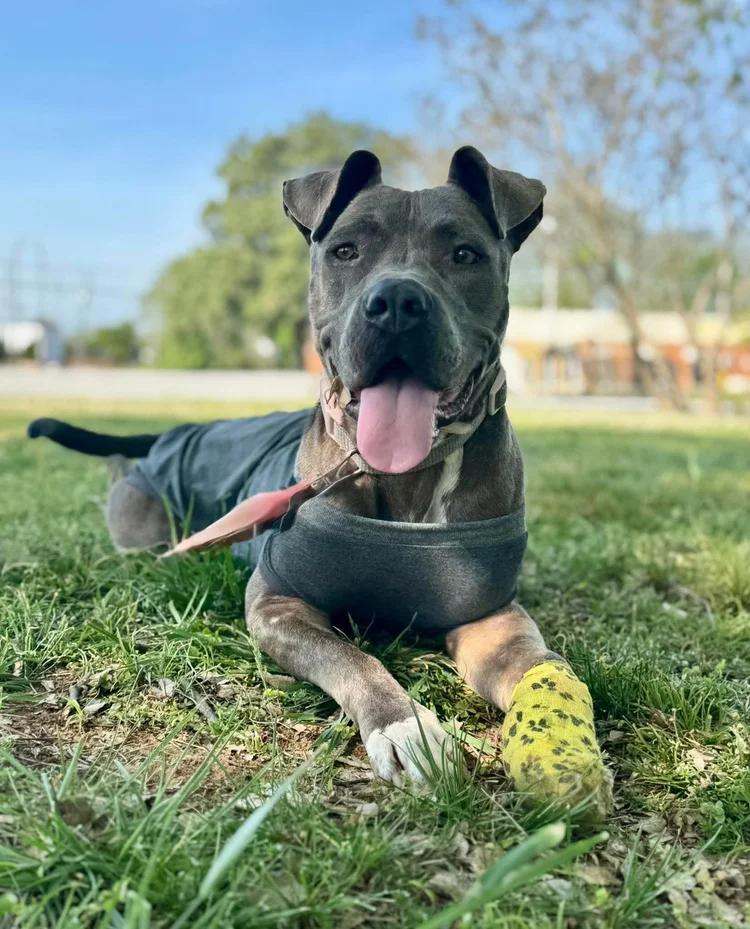 Enlarge Meadow, a ADOPTABLE mixed breed in Huntsville, AL image 1/6