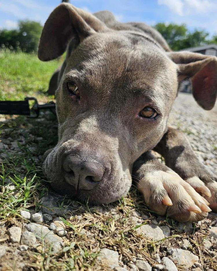 Enlarge Meadow, a ADOPTABLE mixed breed in Huntsville, AL image 4/6