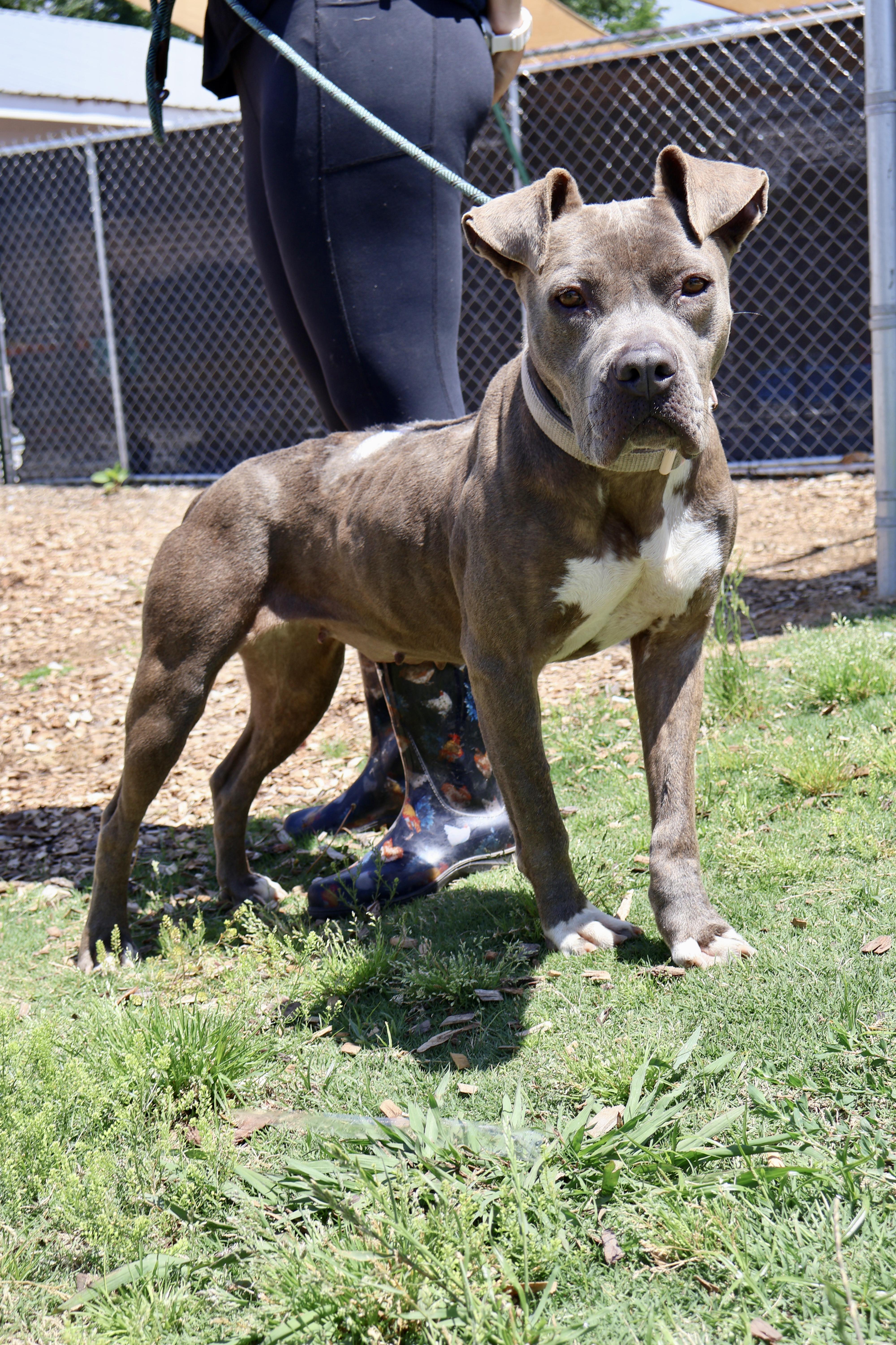 Enlarge Meadow, a ADOPTABLE mixed breed in Huntsville, AL image 6/6