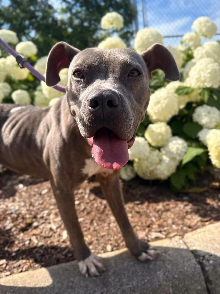 Enlarge Meadow, a ADOPTABLE mixed breed in Huntsville, AL image 2/6