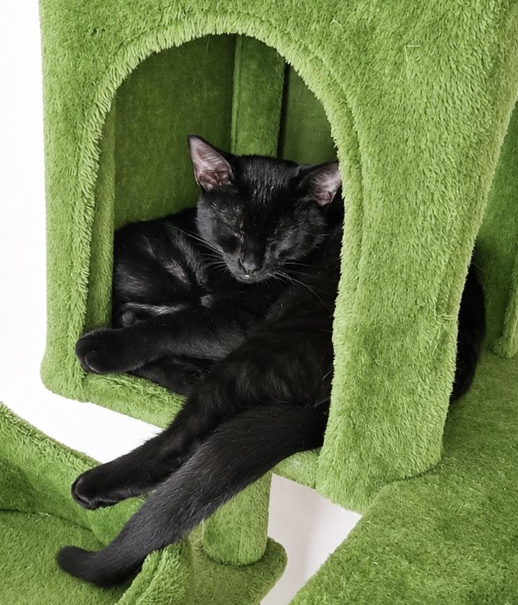 Barney, a Adoptable Domestic Short Hair in Pickerington, OH image 2/5