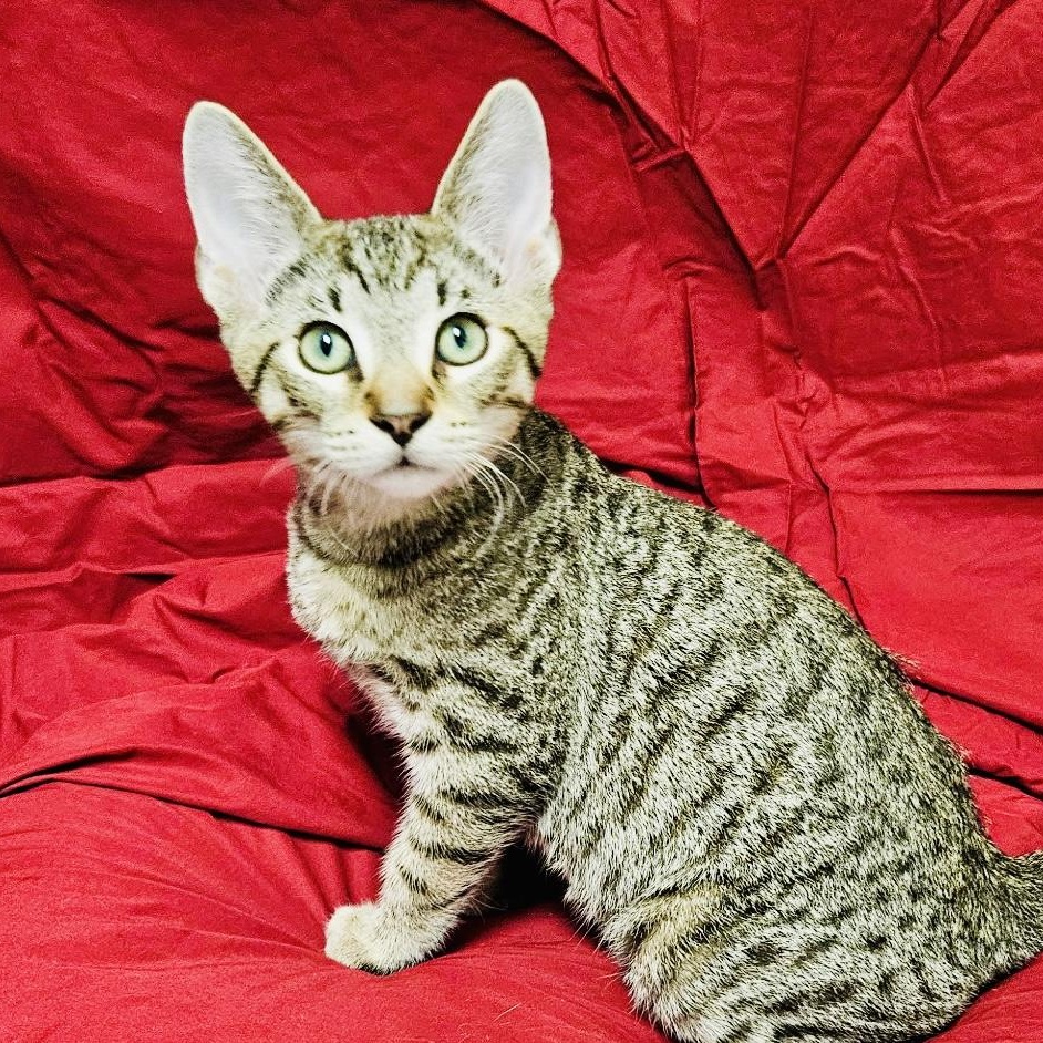 Burrito, ADOPTABLE, Kitten Male Domestic Short Hair.