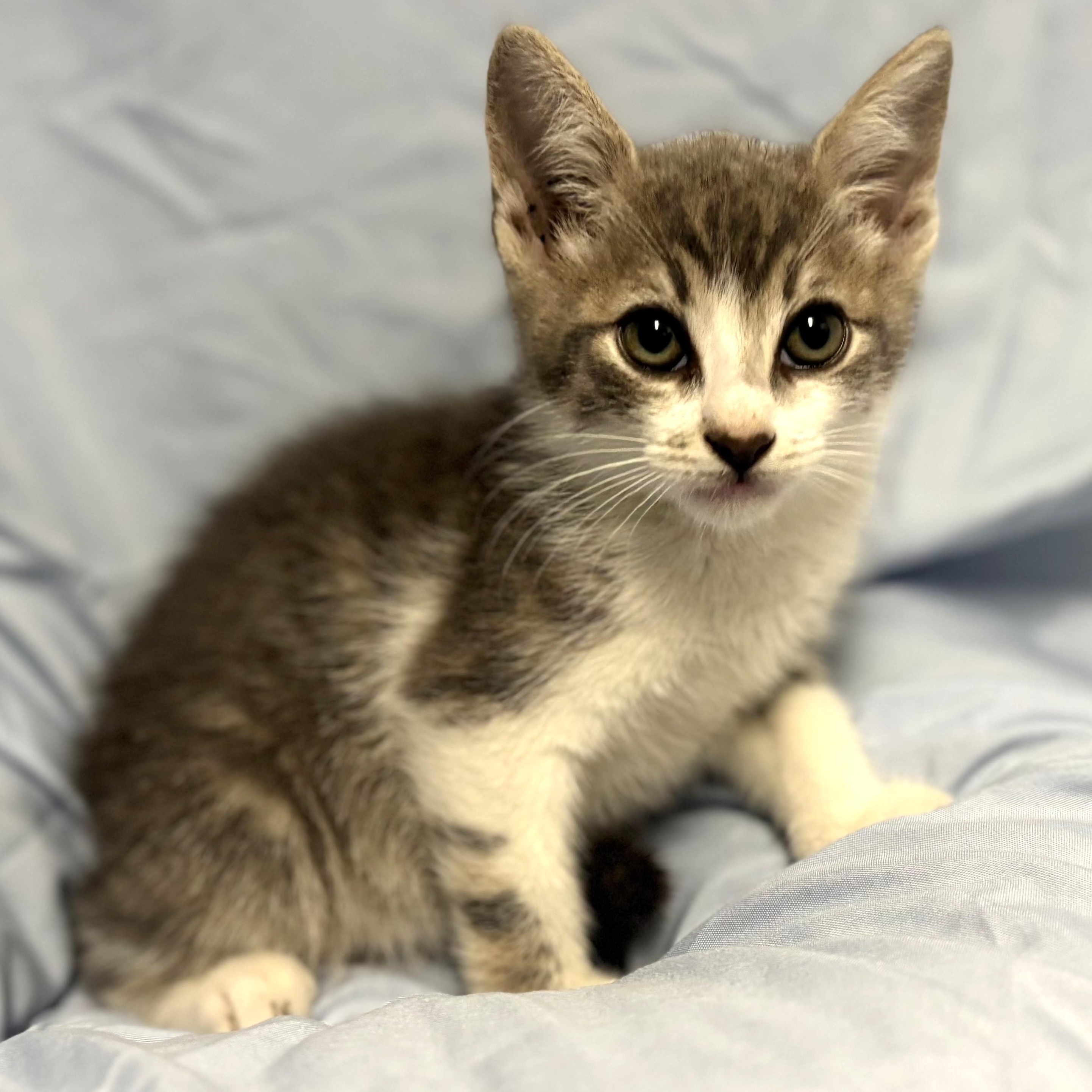Enlarge Burrito, a ADOPTABLE mixed breed in Beverly Hills, CA image 2/2