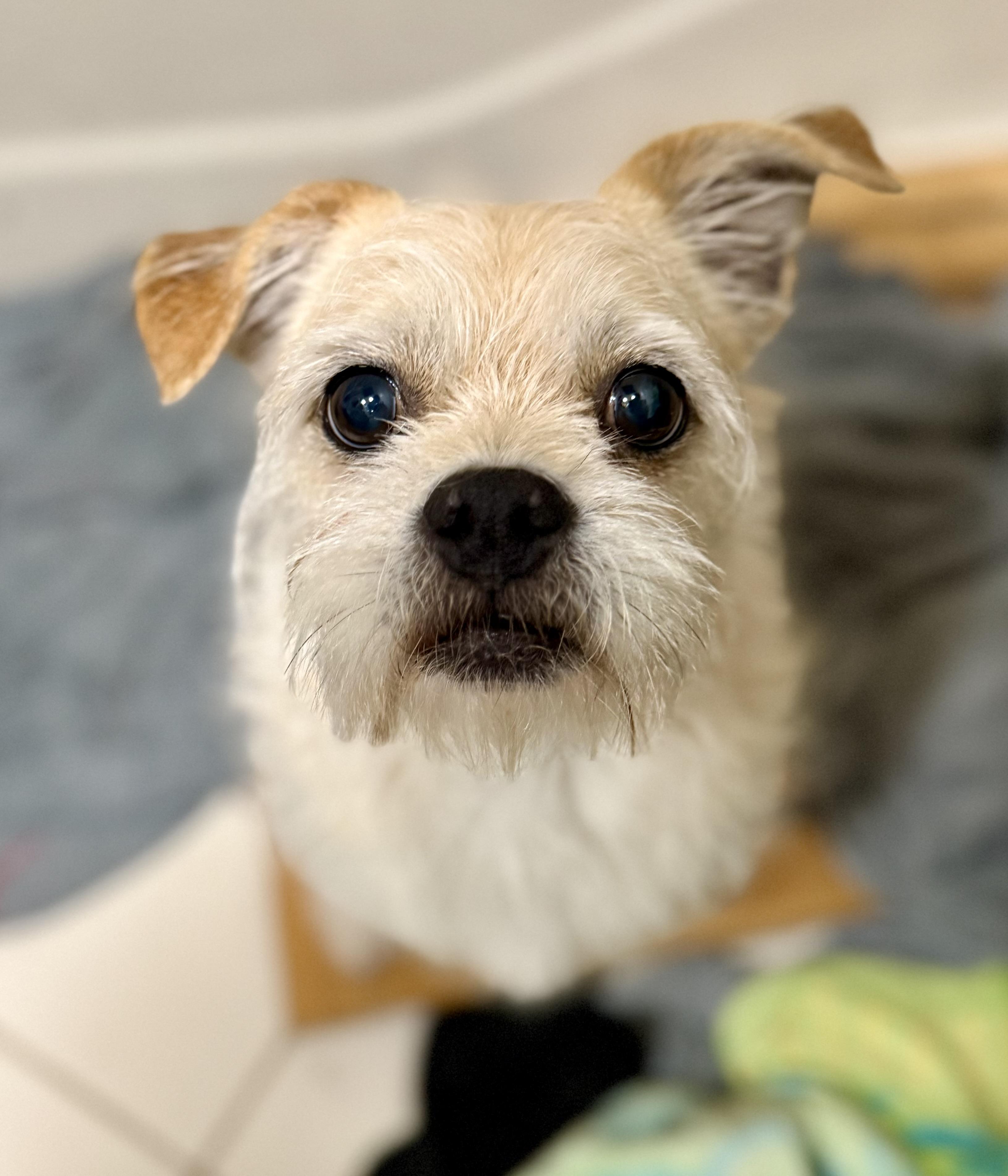 Romeo, a ADOPTABLE mixed breed in Tomkins Cove, NY image 1/4