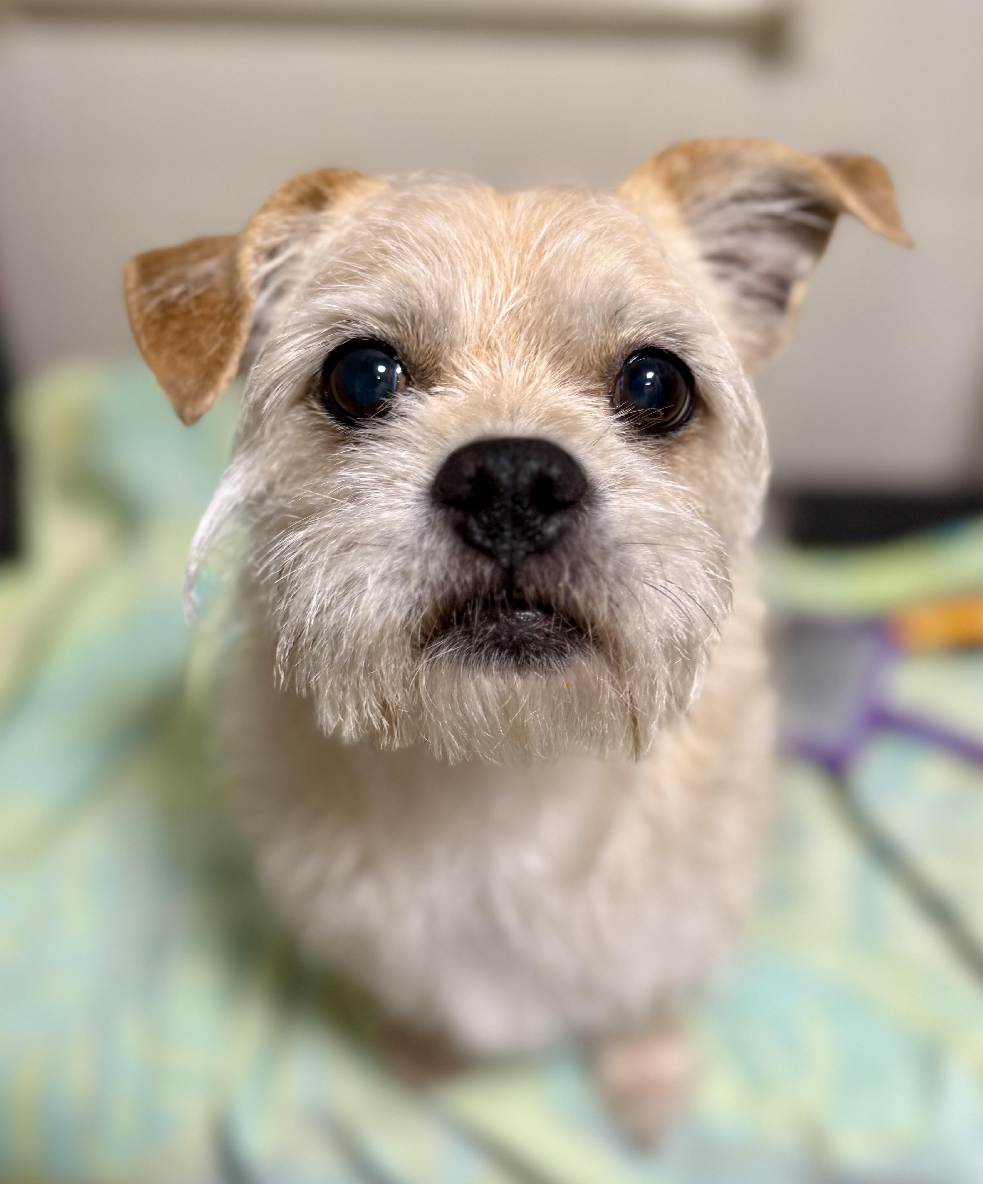 Romeo, a ADOPTABLE mixed breed in Tomkins Cove, NY image 3/4