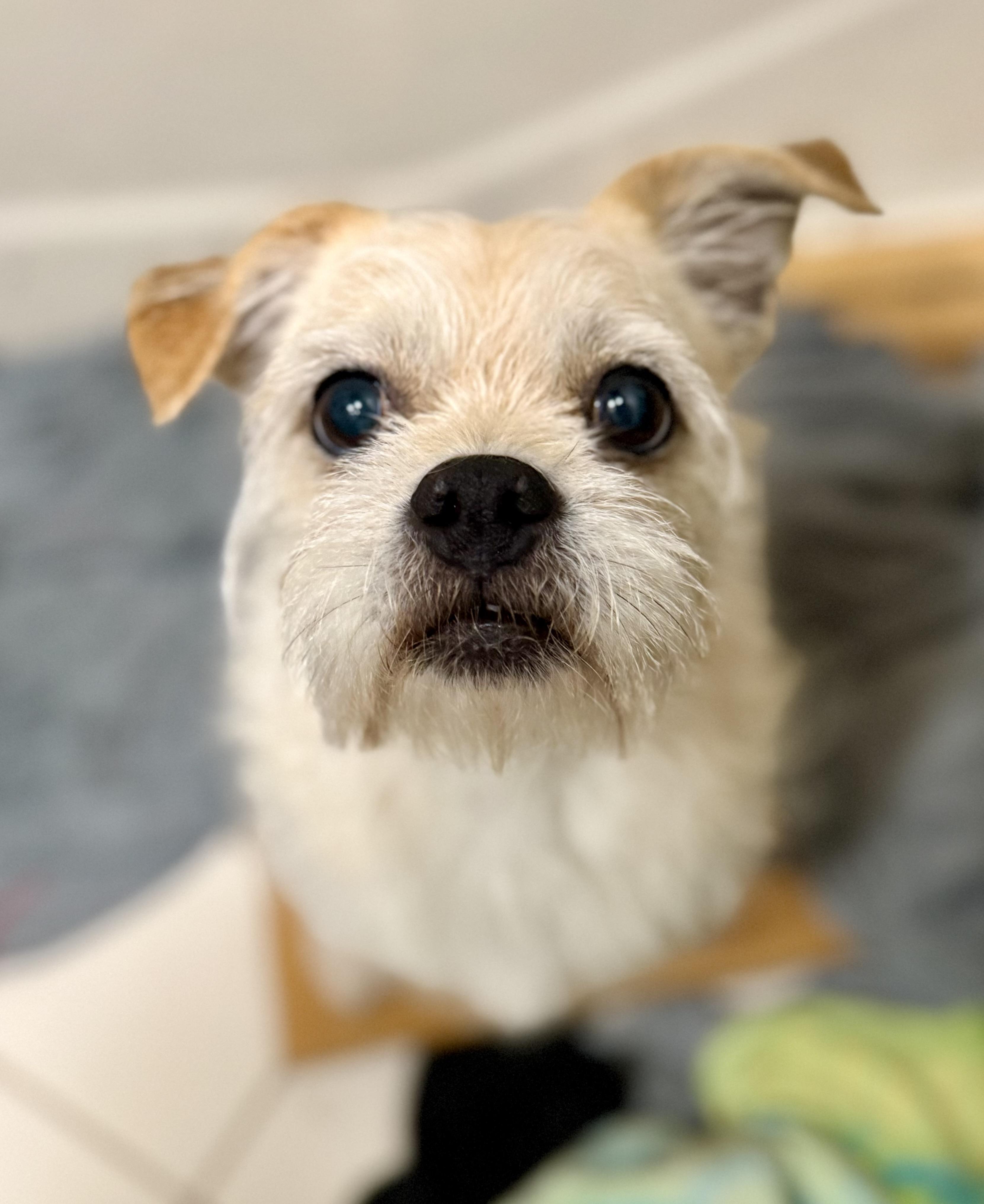 Romeo, a ADOPTABLE mixed breed in Tomkins Cove, NY image 2/4