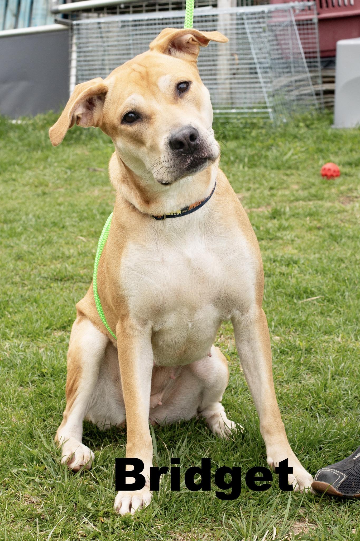 Enlarge Bridget, a ADOPTABLE Mixed Breed in Macomb, IL image 1/1