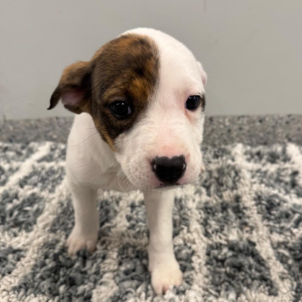Lava Cake, Adoptable, Puppy Female Terrier & Mixed Breed.